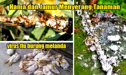 Berikut Ini Contoh Gejala Alam Kejadian Pada Objek Abiotik Adalah